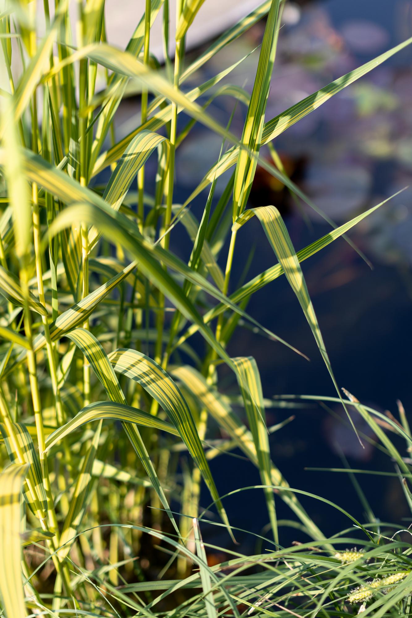 Тростник южный variegatus