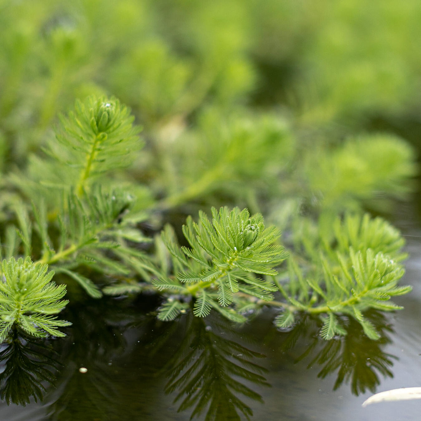 уруть водная