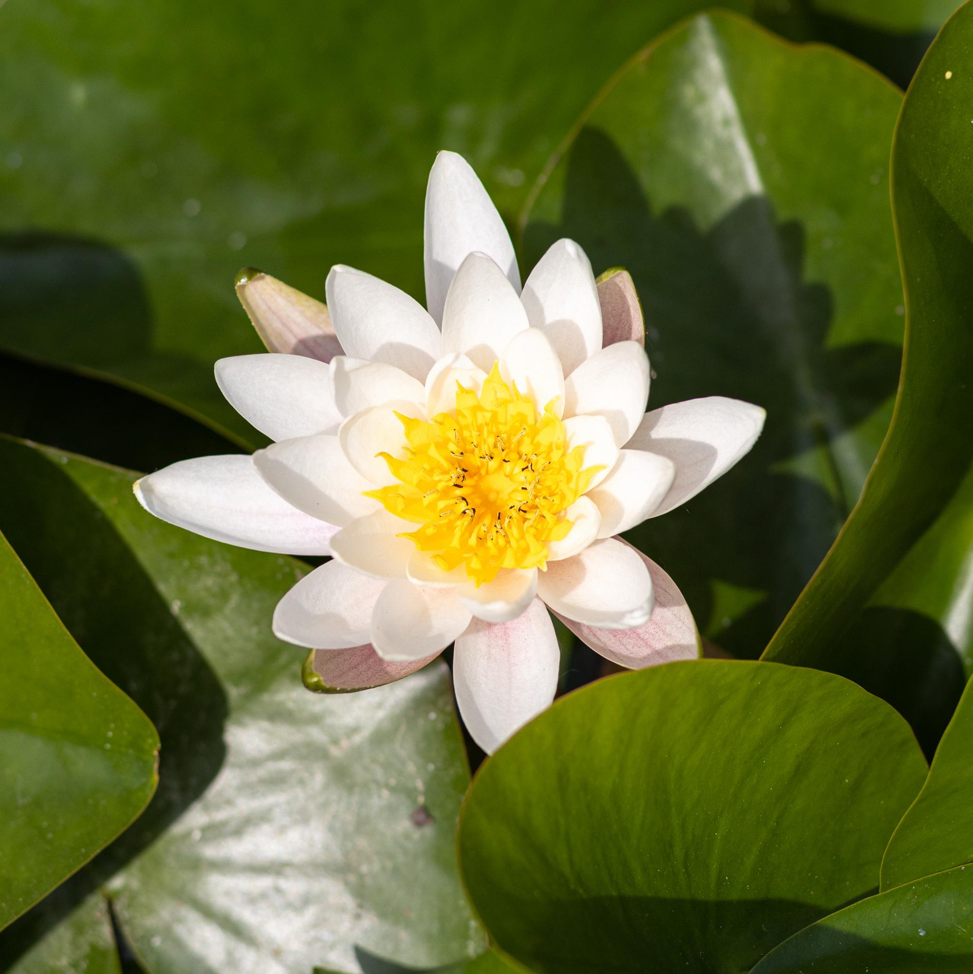 Кувшинка Marliacea Albida