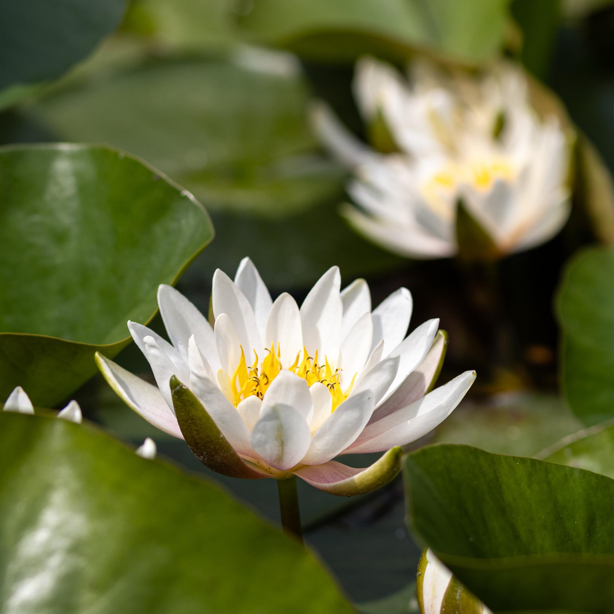 Кувшинка Marliacea Albida