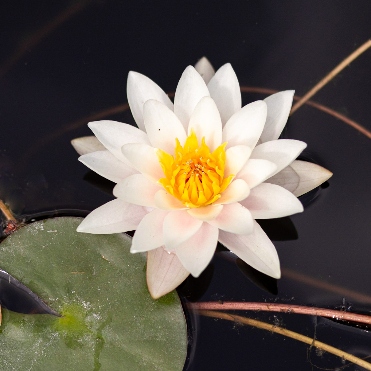 кувшинка одолень трава