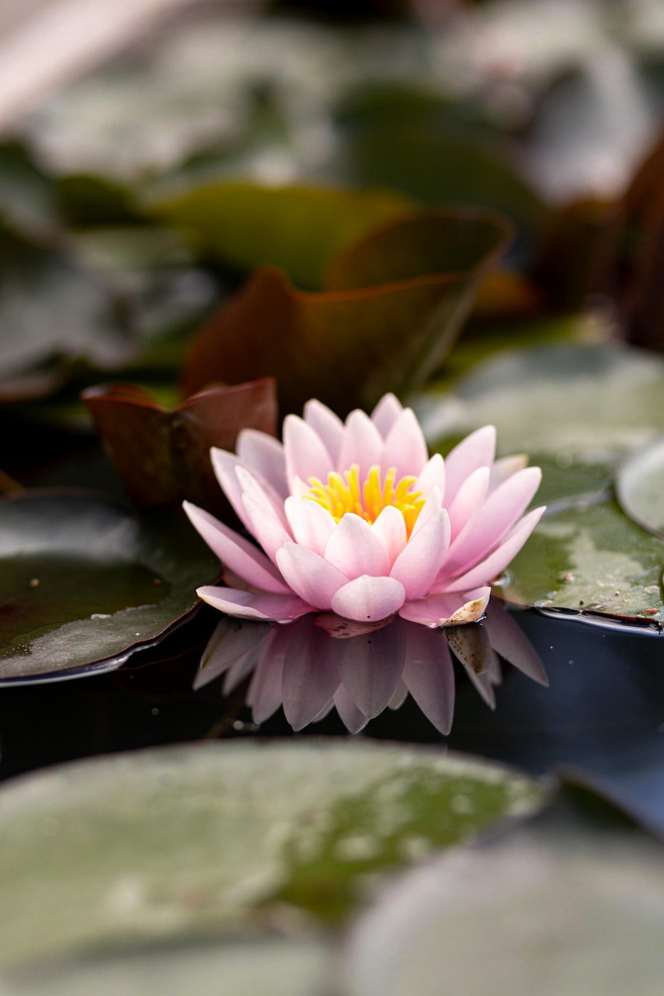 Кувшинка Fabiola