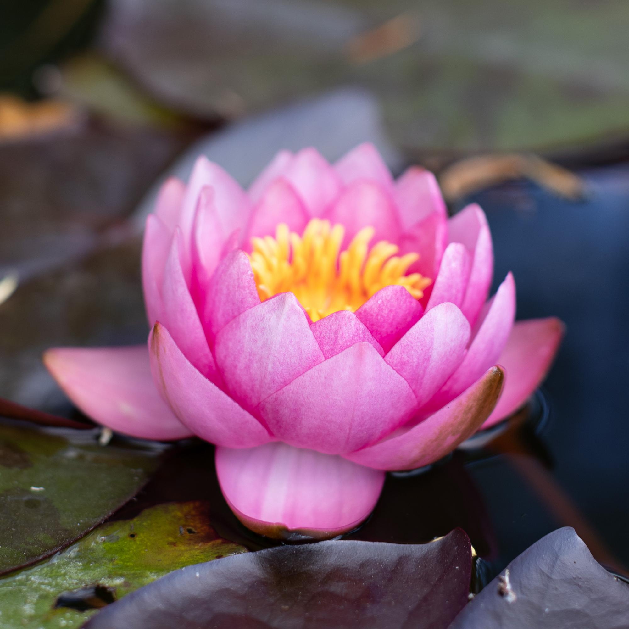 Кувшинка James Brydon