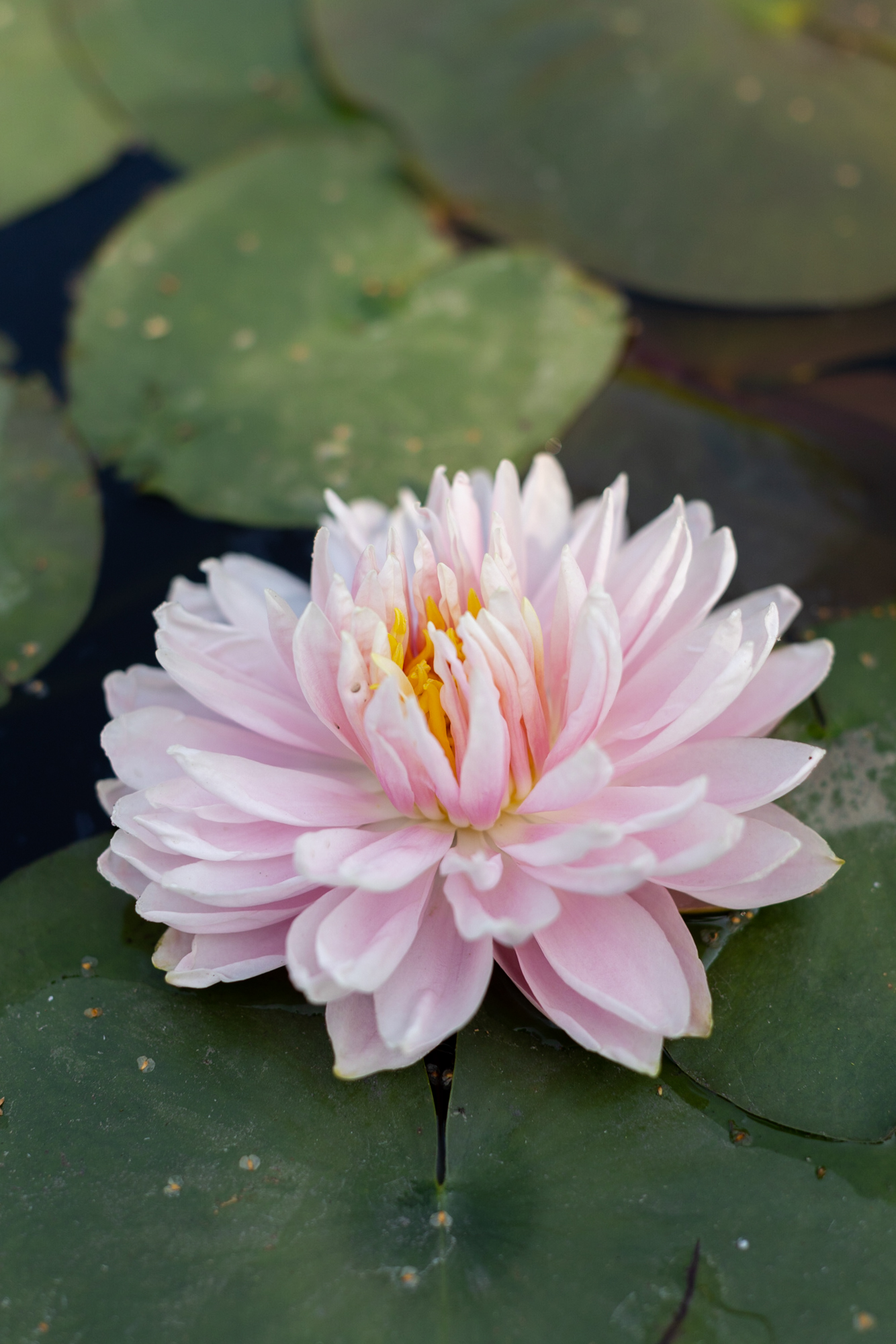 Кувшинка Lily Pons