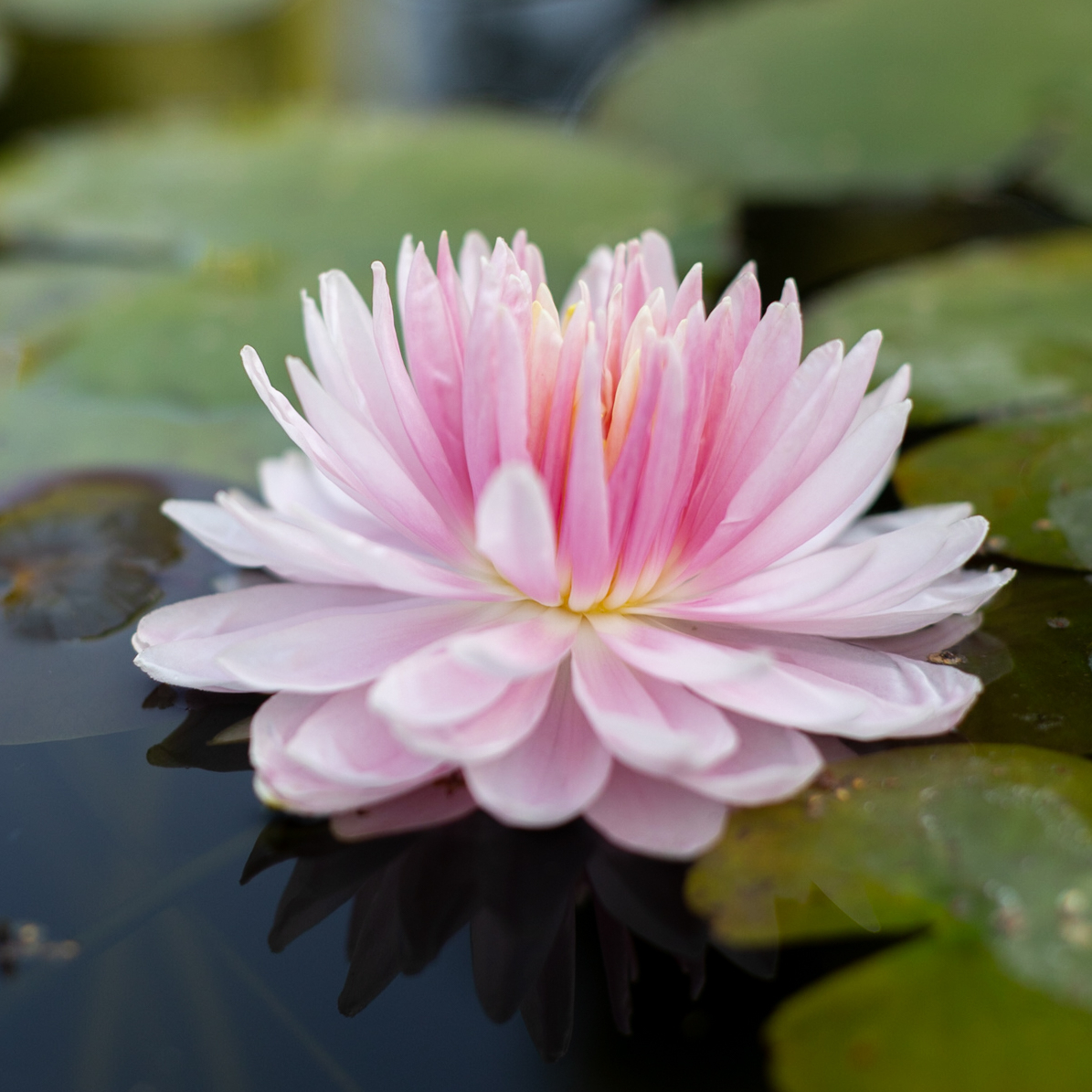 Кувшинка Lily Pons