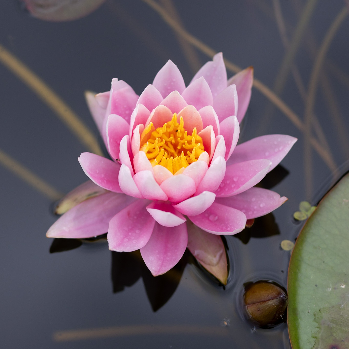 Кувшинка Mayla