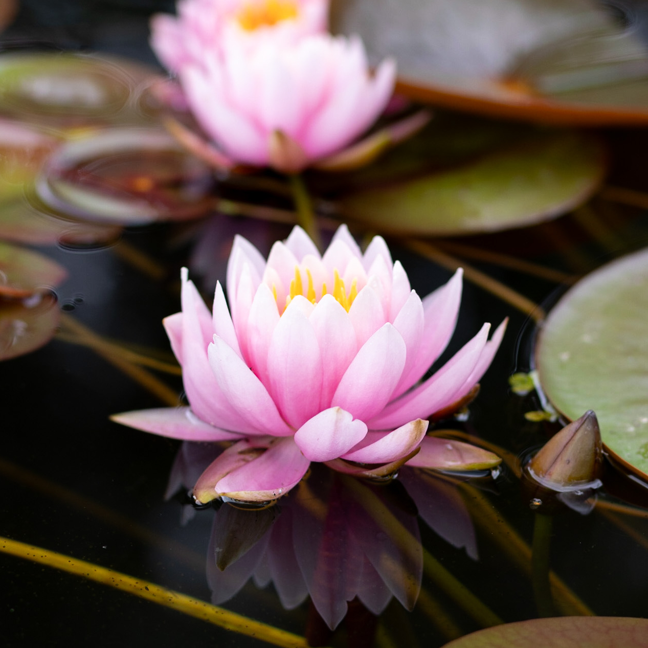 Кувшинка Mayla