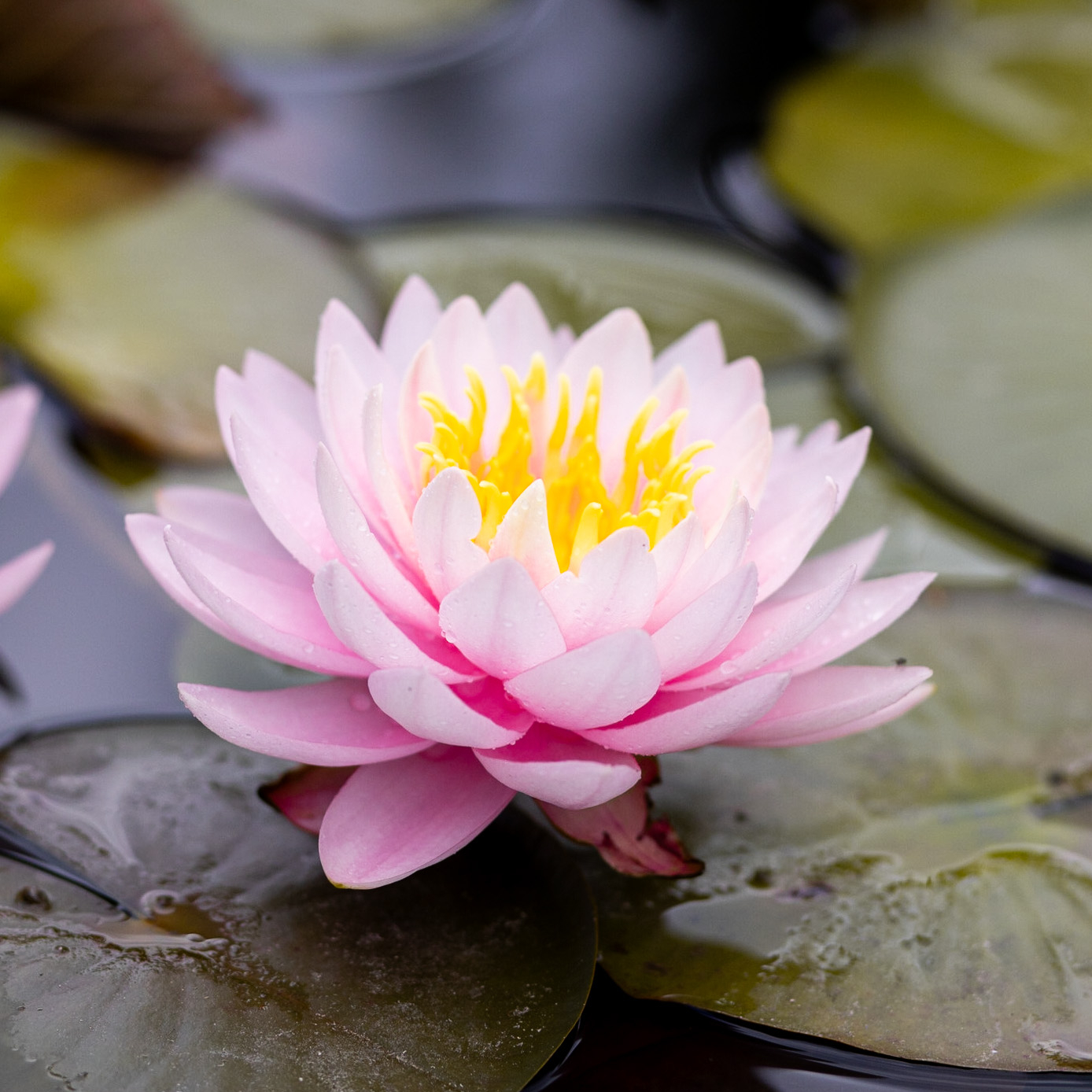 кувшинка Peter Slocum