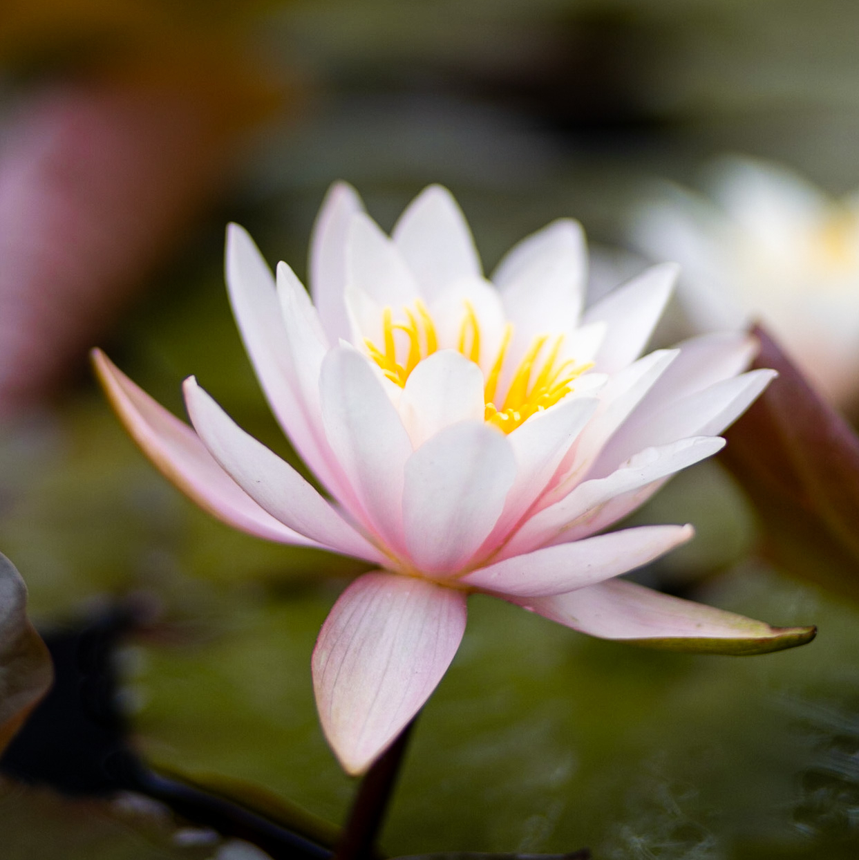 Кувшинка Rosennymphe