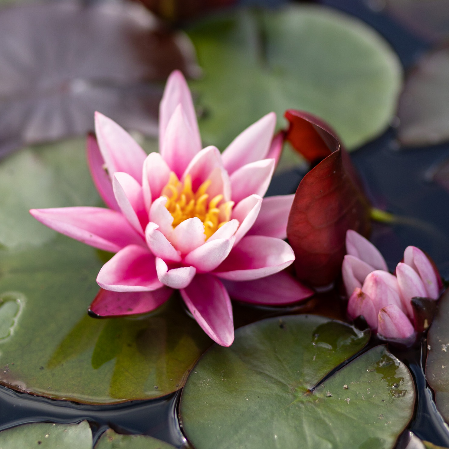 кувшинка Yuh-Ling