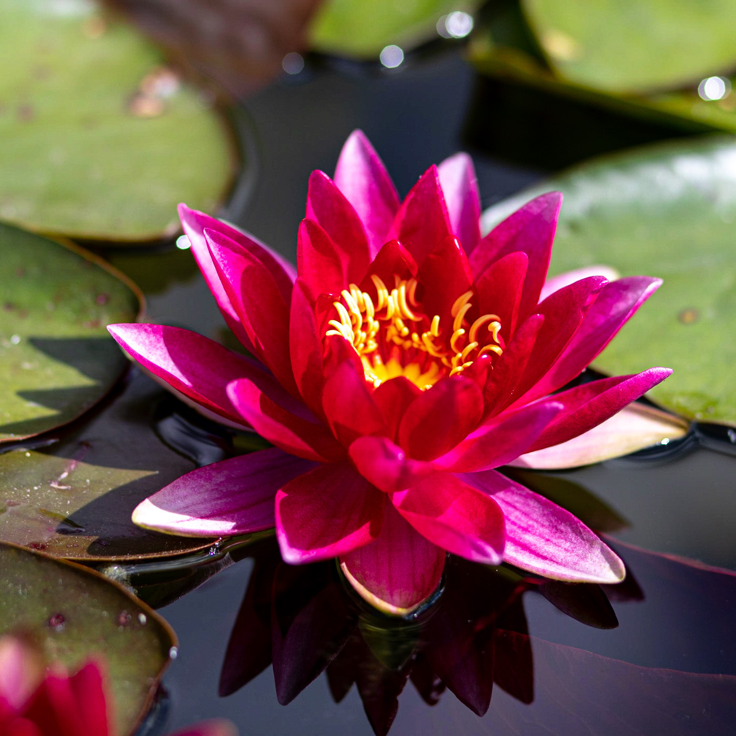 Кувшинка Red Queen