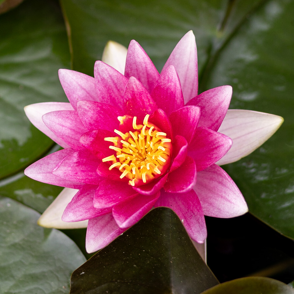 кувшинка Attraction