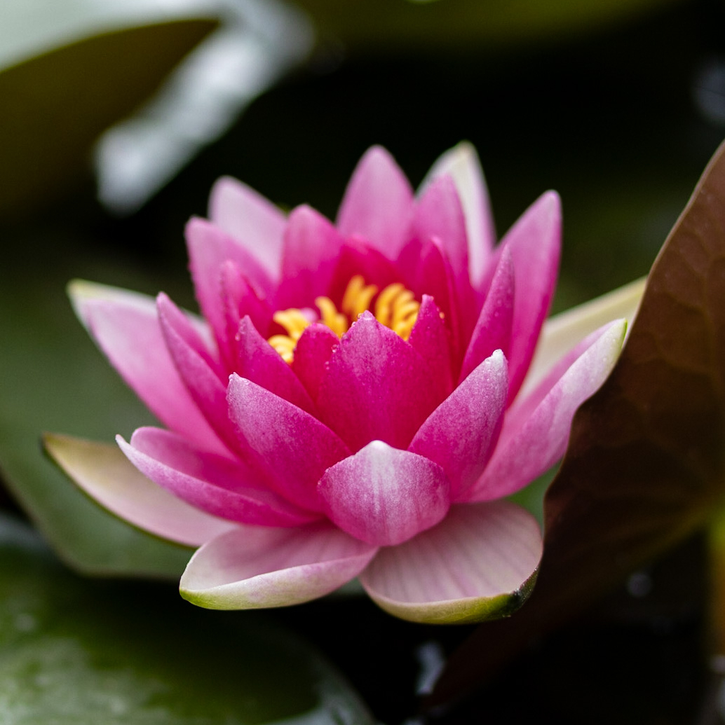 Кувшинка Attraction