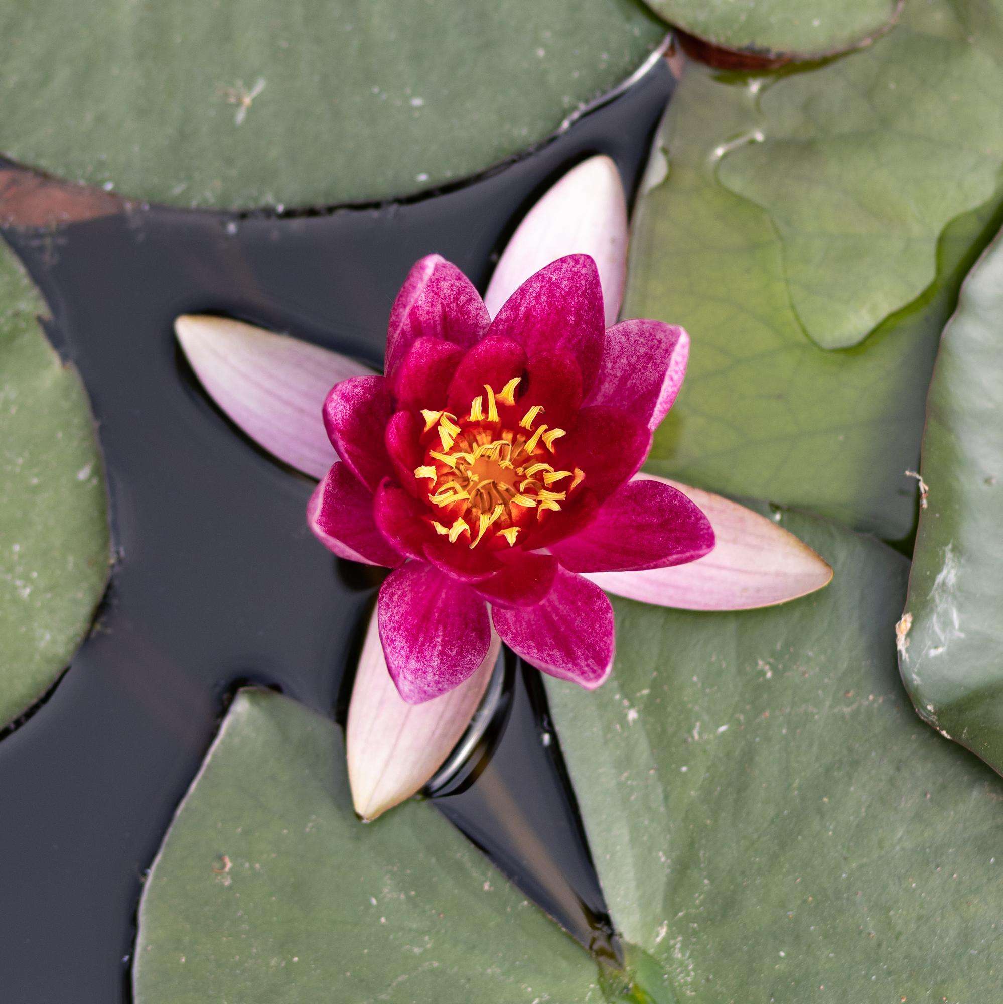 Кувшинка Laydekeri Lilacea