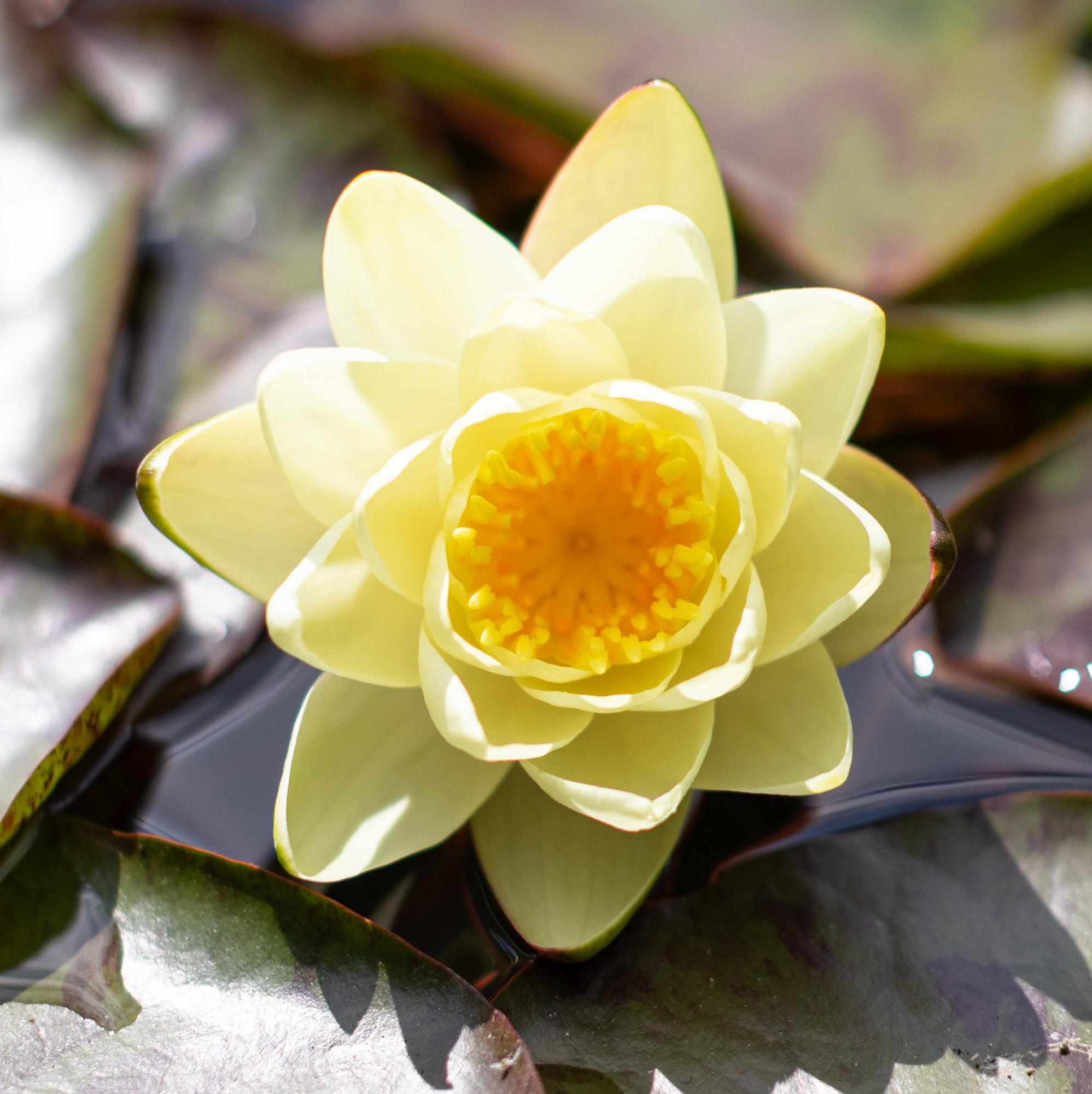 кувшинка marliacea chromatella