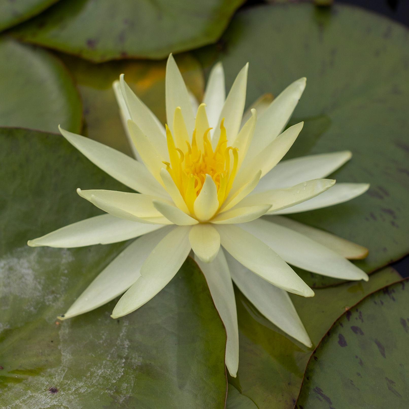 Кувшинка Yellow Queen