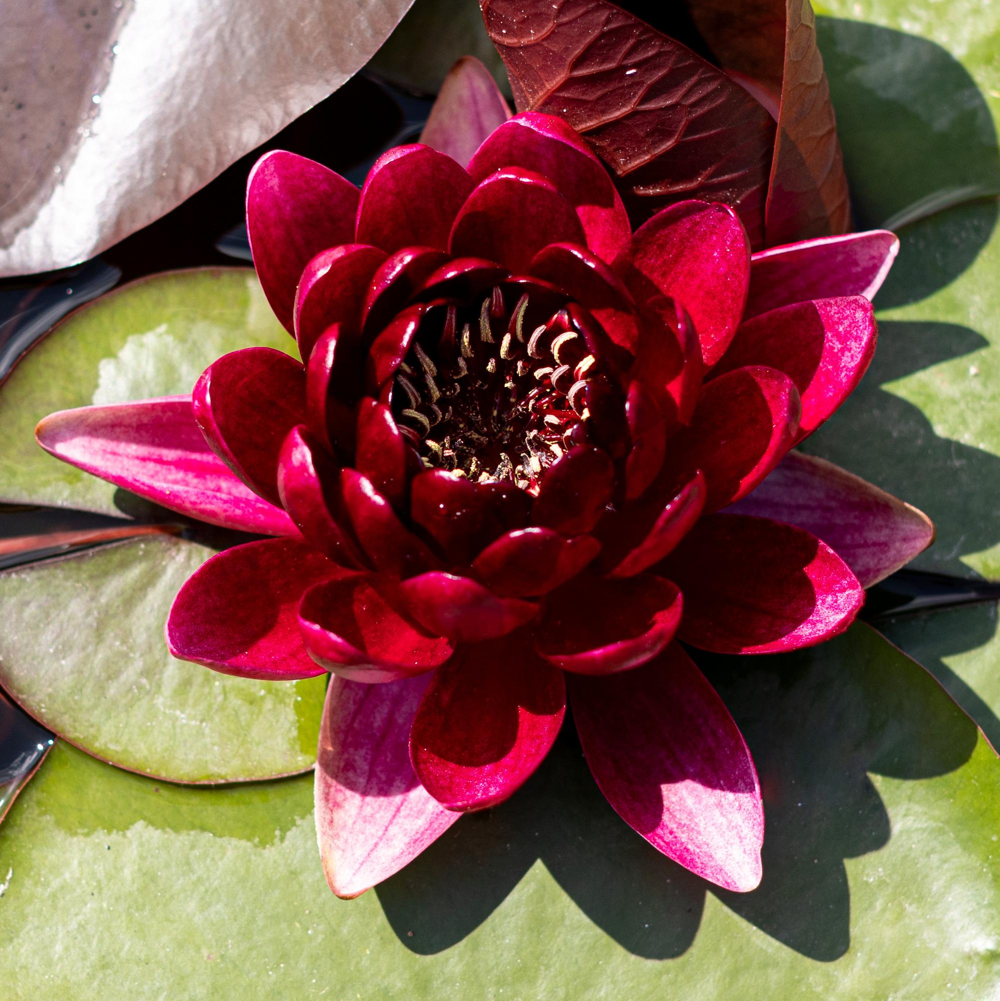 кувшинка black princess