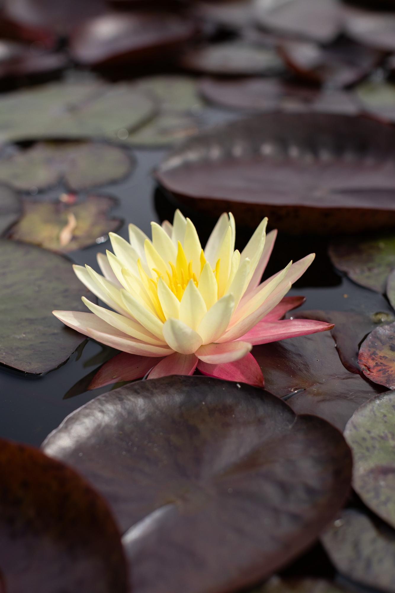 Кувшинка Greg's Orange Beauty