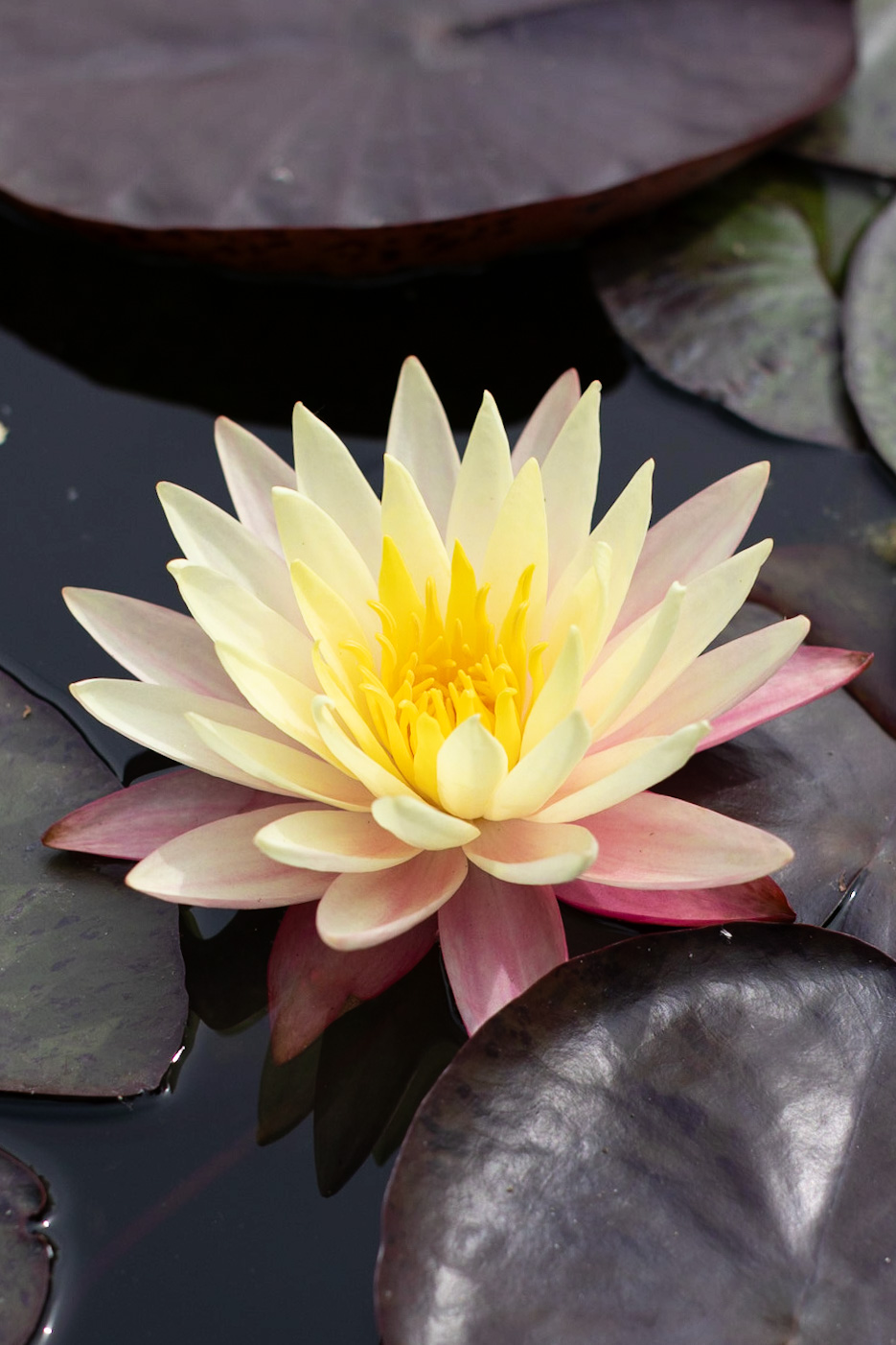 Кувшинка Greg's Orange Beauty