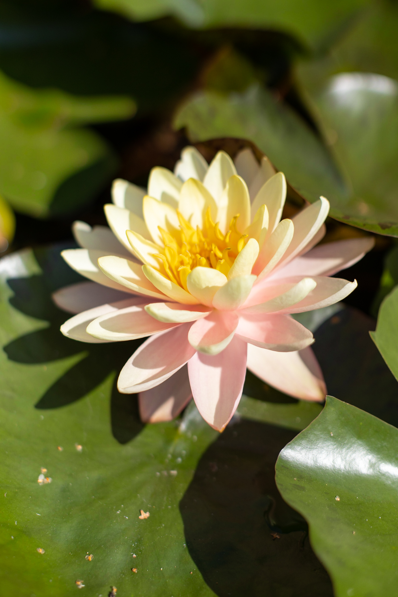 Кувшинка Perry's Autumn Sunset