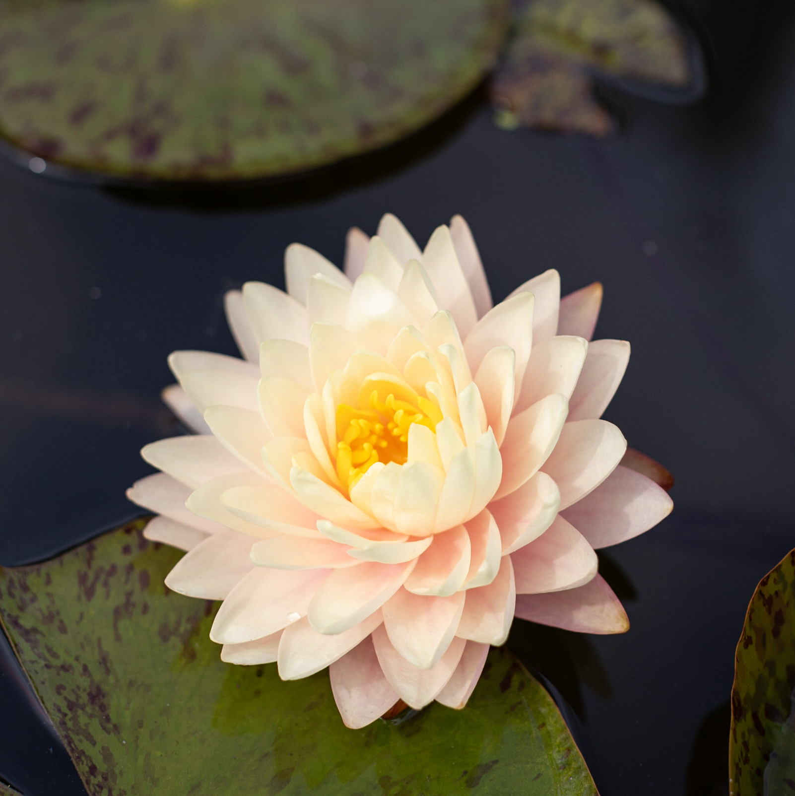 кувшинка blushing bride