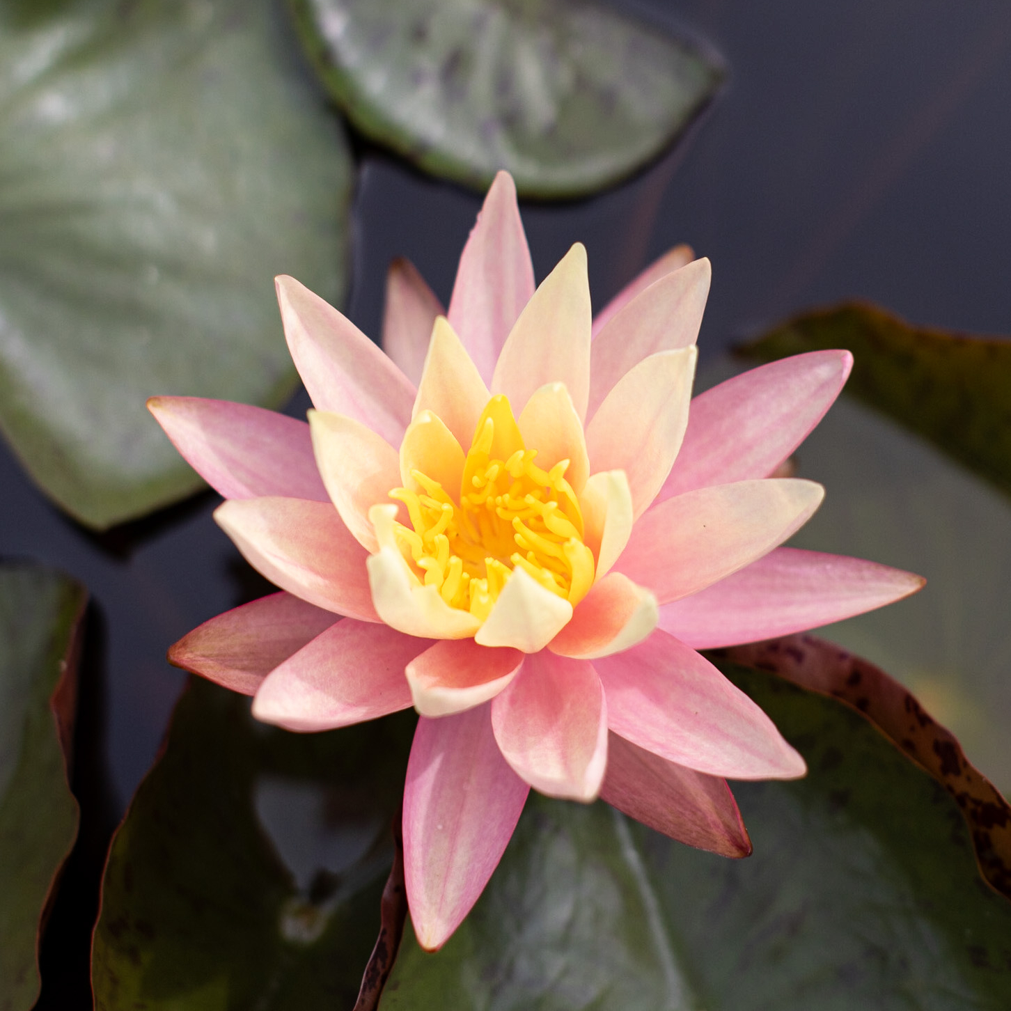 кувшинка pink grapefruit