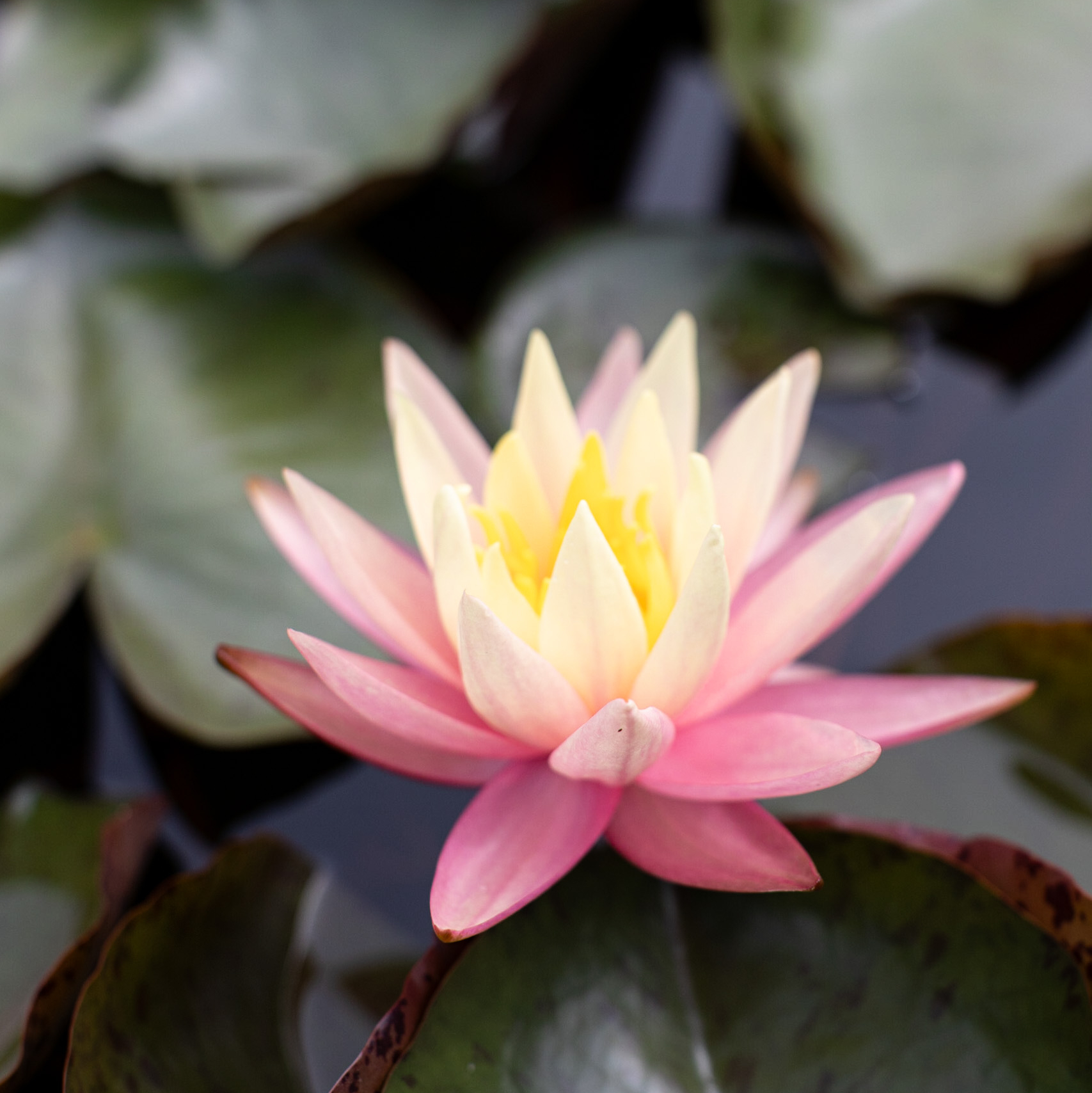 кувшинка pink grapefruit