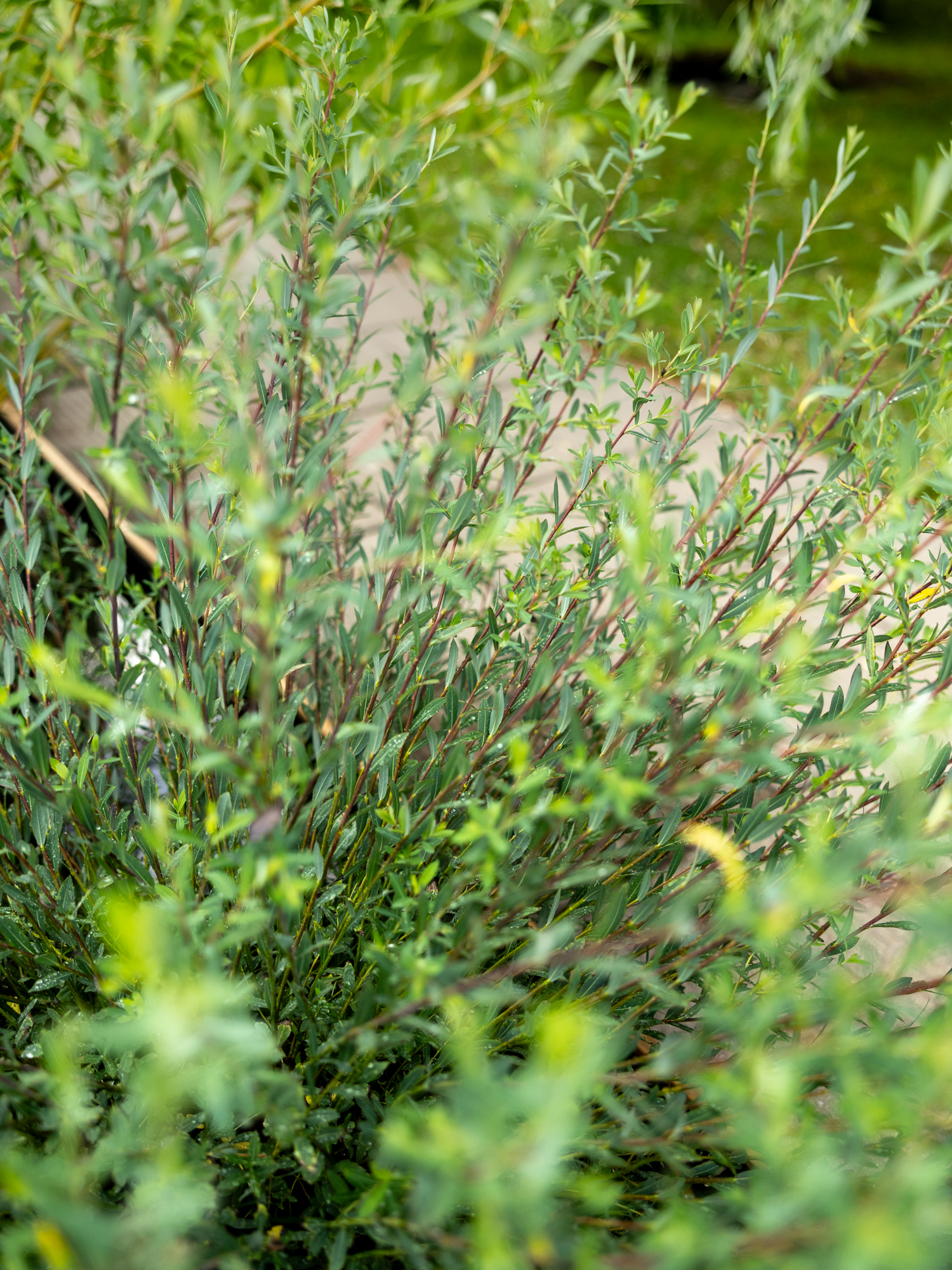 Ива Маяк / Фейрверк