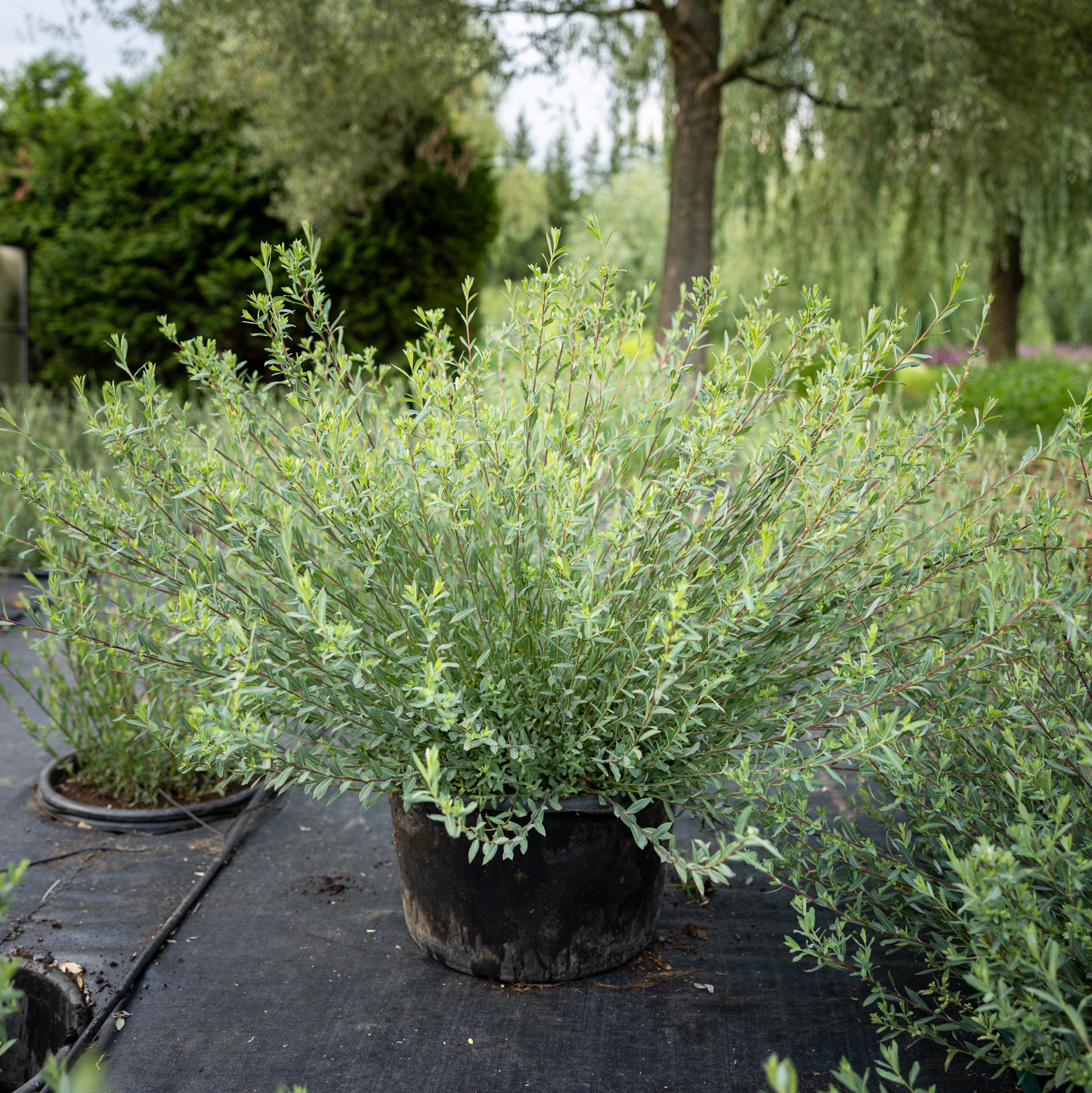 ива маяк, ива фейерверк