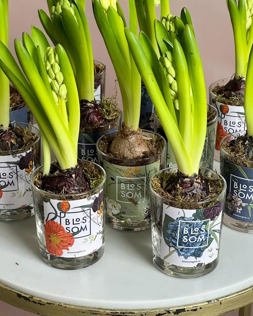 Гиацинт в стеклянном стаканчике