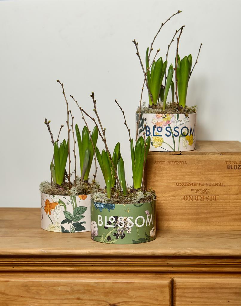 СПРИНГ БОКС с луковичными цветами