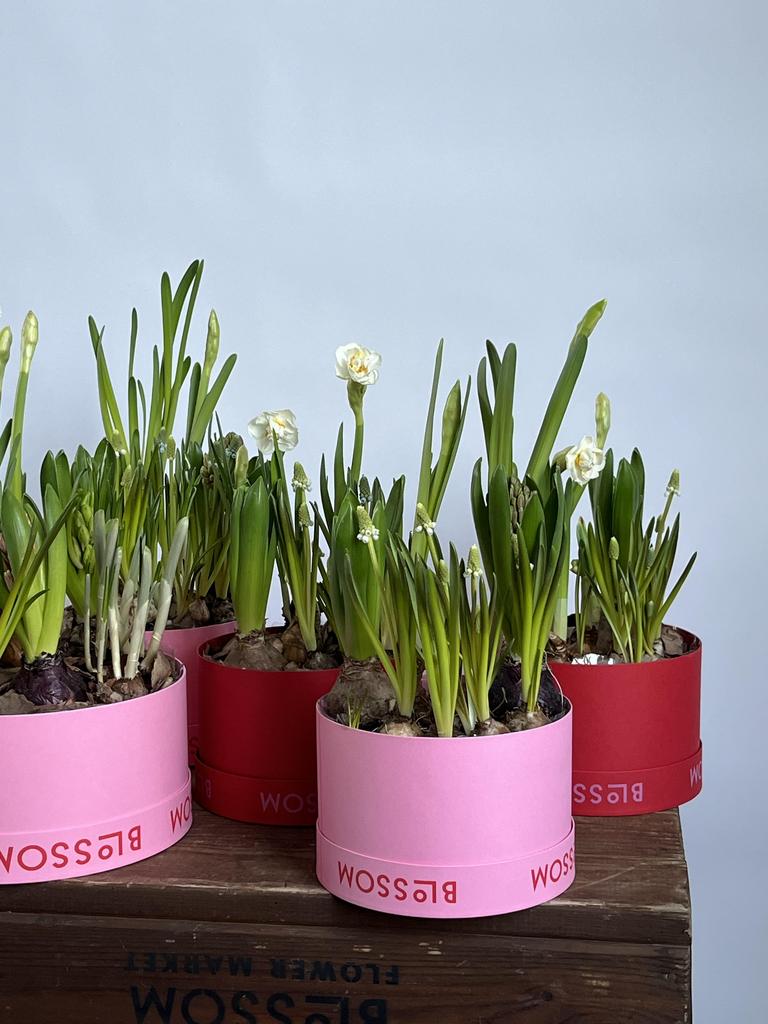 СПРИНГ БОКС с луковичными цветами