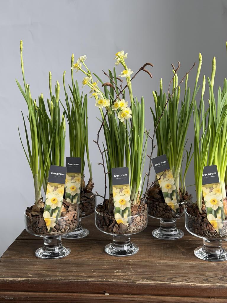 Нарциссы в креманке