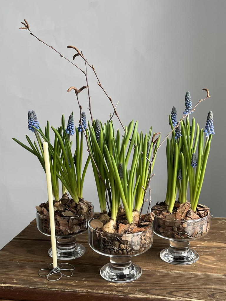 Мускари в креманке