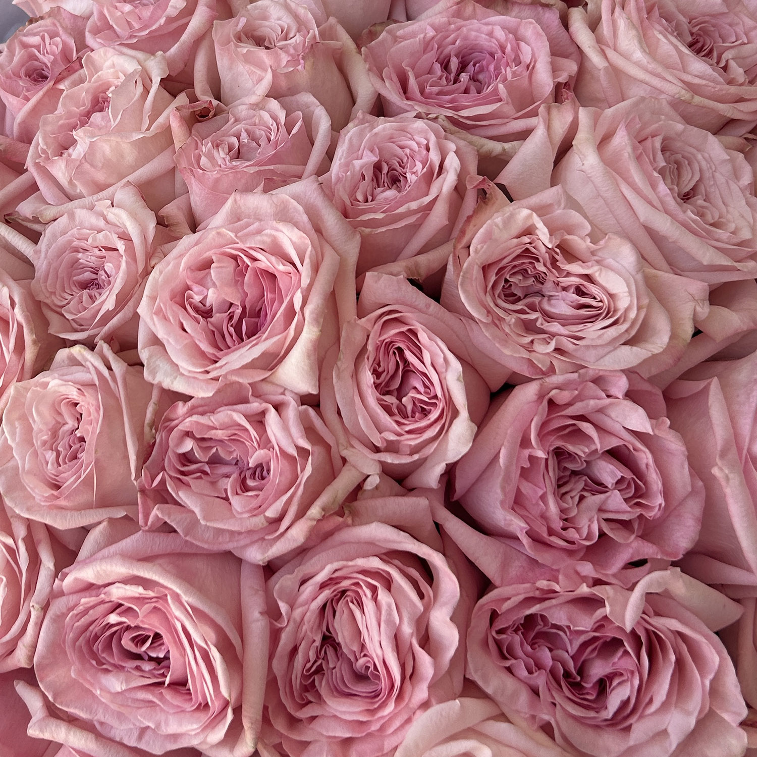 51 пионовидная роза Пинк О'Хара