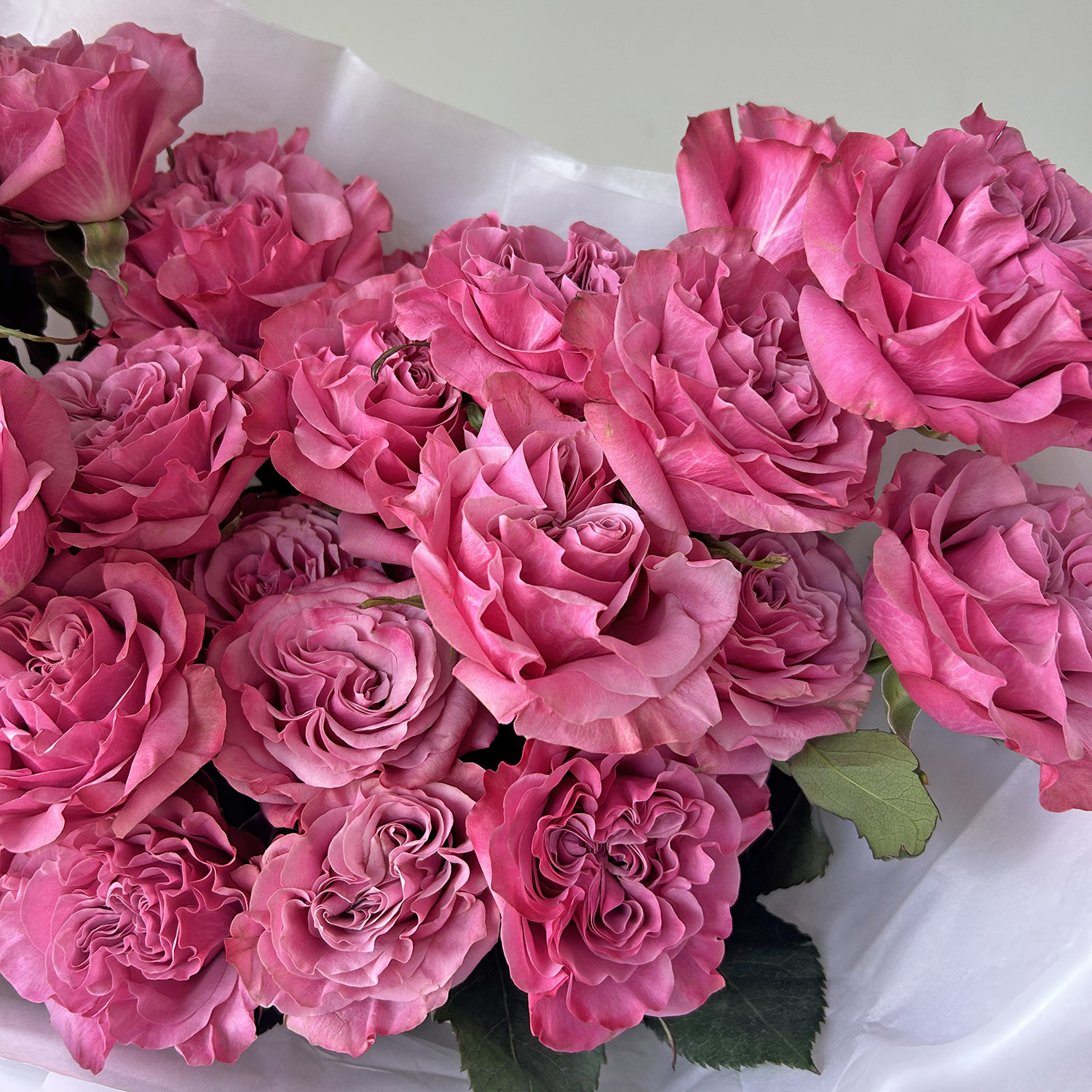 Пионовидные розы Кантри Блюз