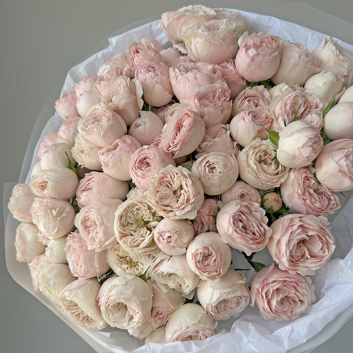 Пионовидные кустовые розы Мэнсфилд Парк