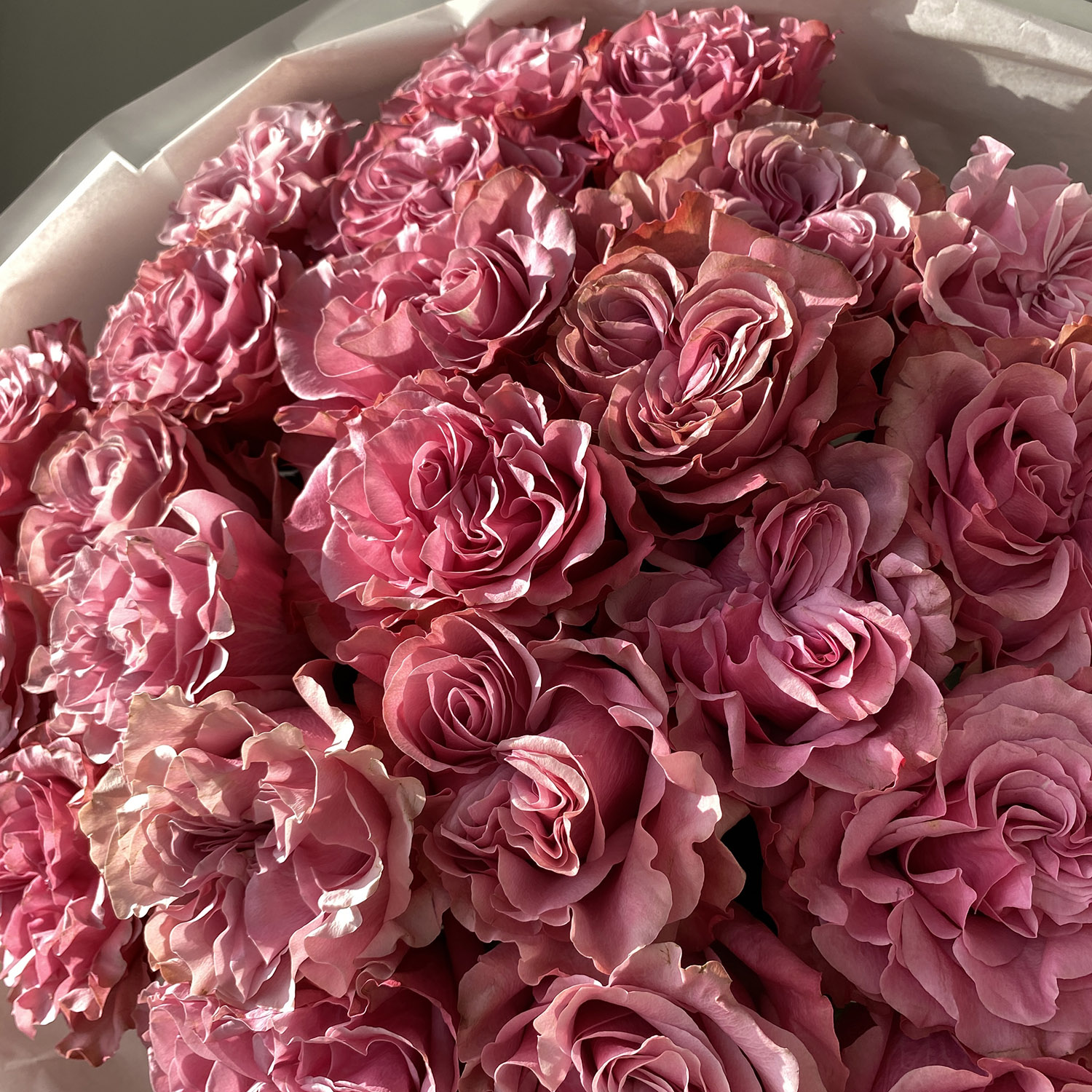 Пионовидные розы Кантри Блюз в классической упаковке