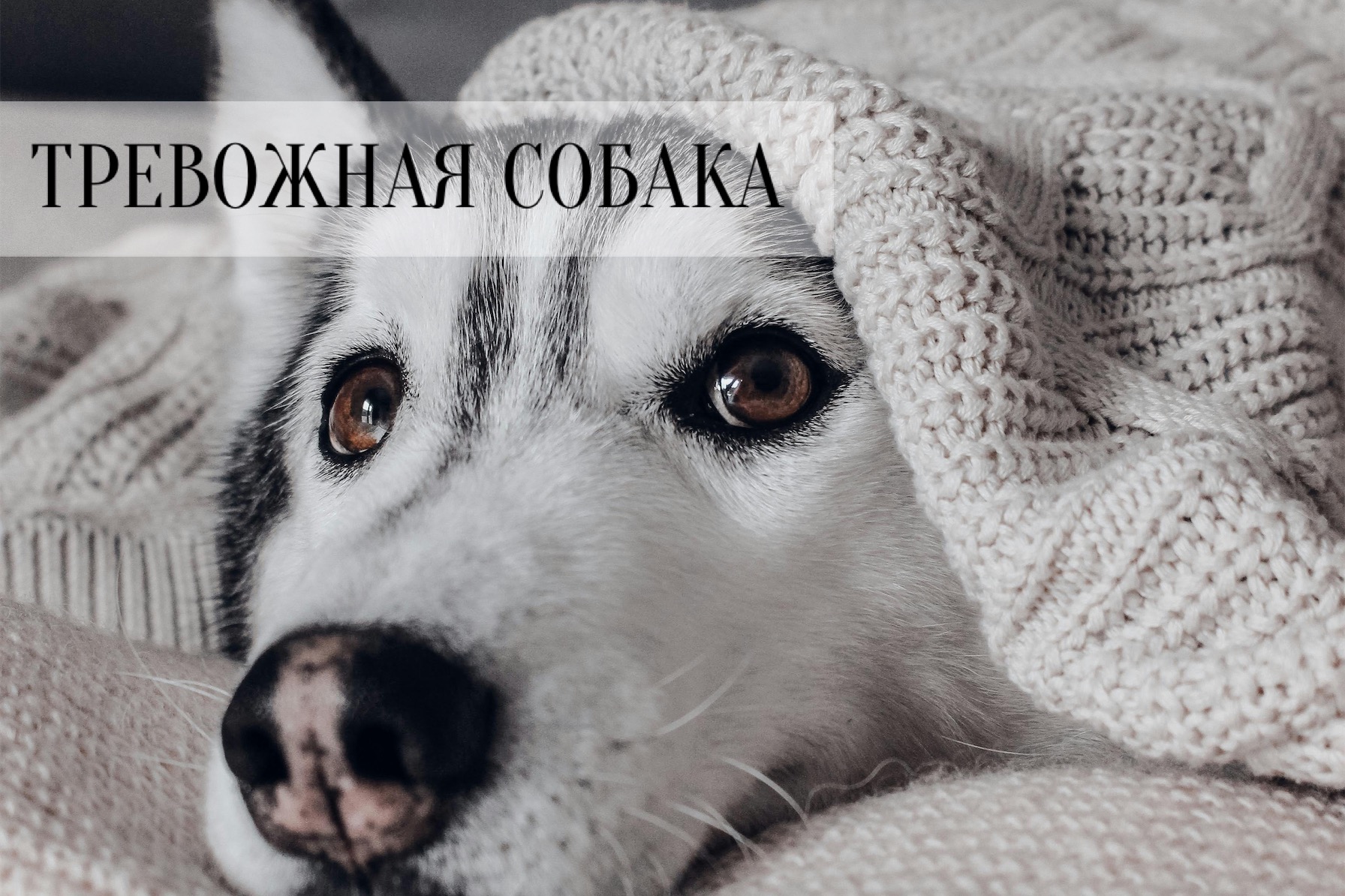 Вебинар "Тревожная собака"