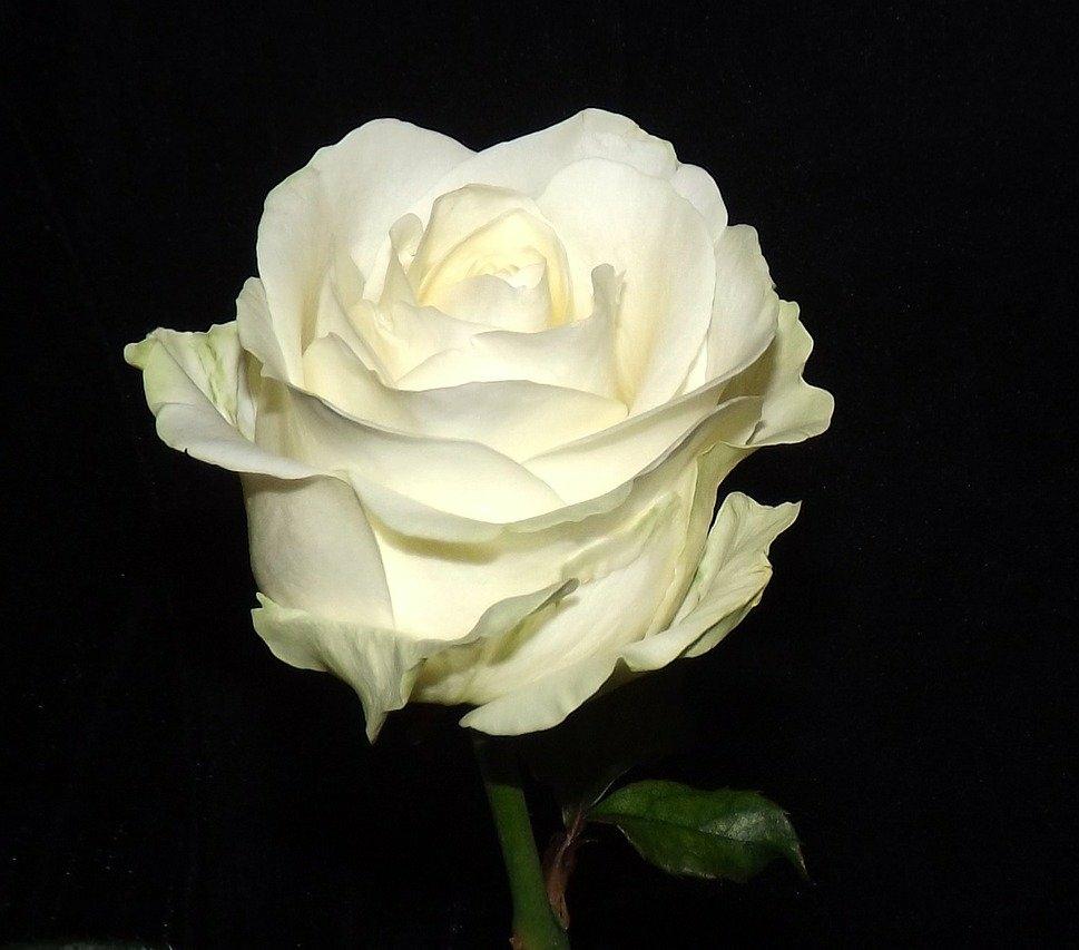 Роза Белое (Эквадор 70см)