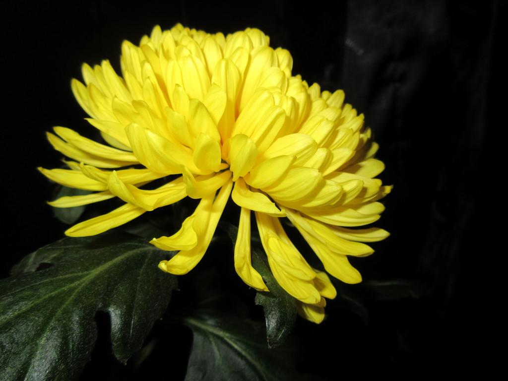 Хризантема желтая