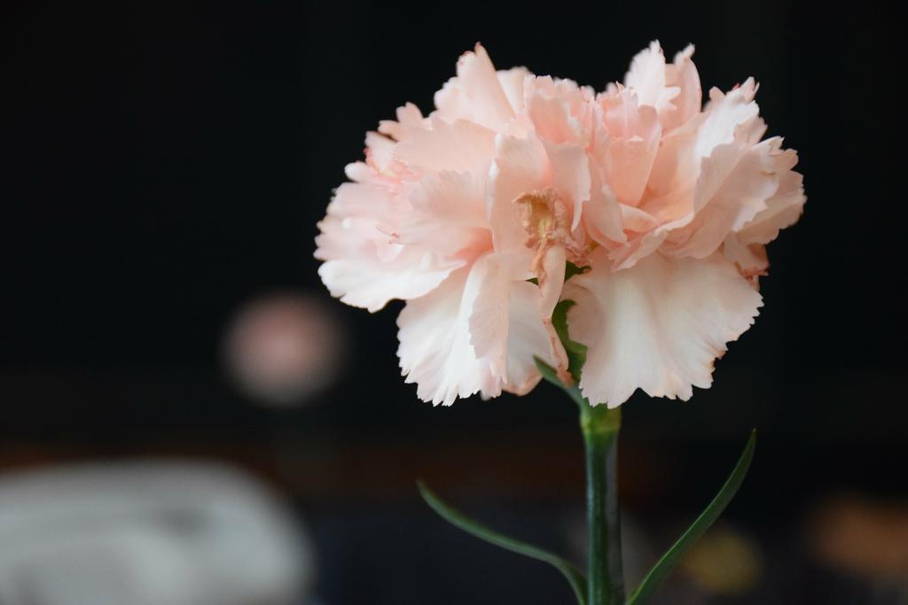 Гвоздика сортовая