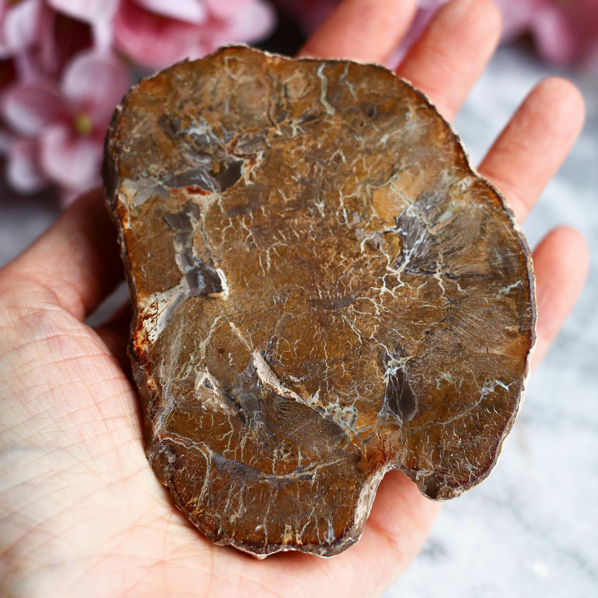 Окаменелое дерево (срез)