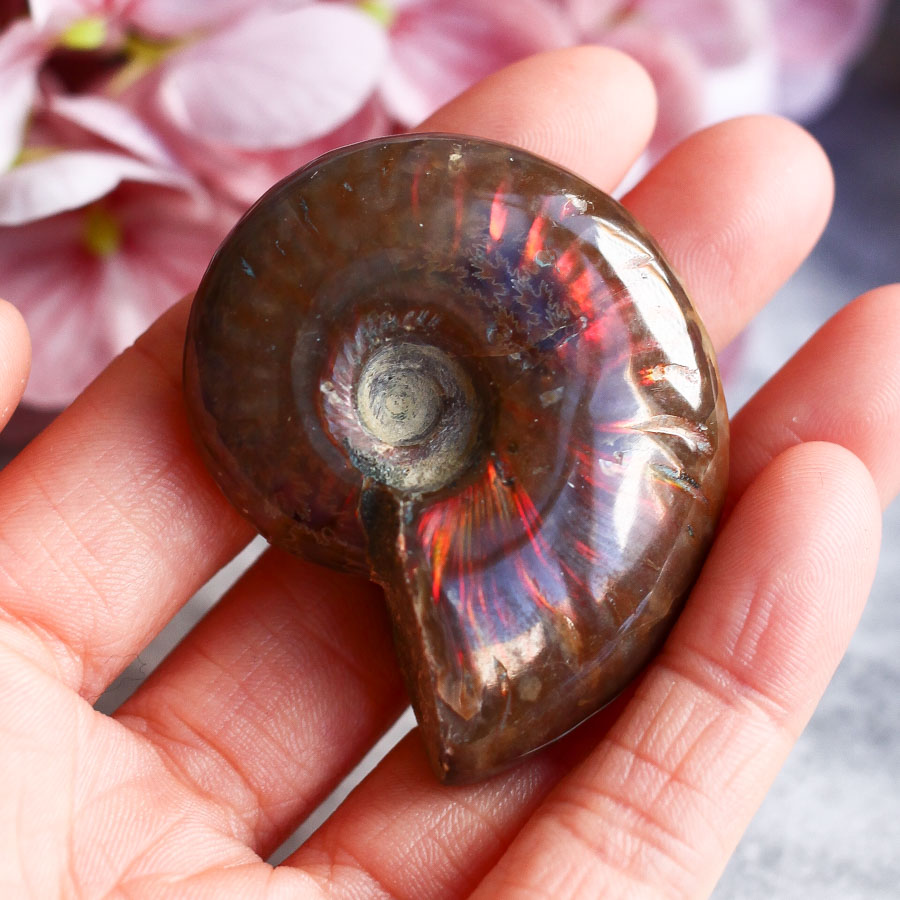 Аммонит с перламутром