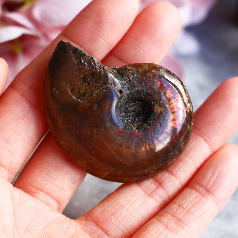 Аммонит с перламутром