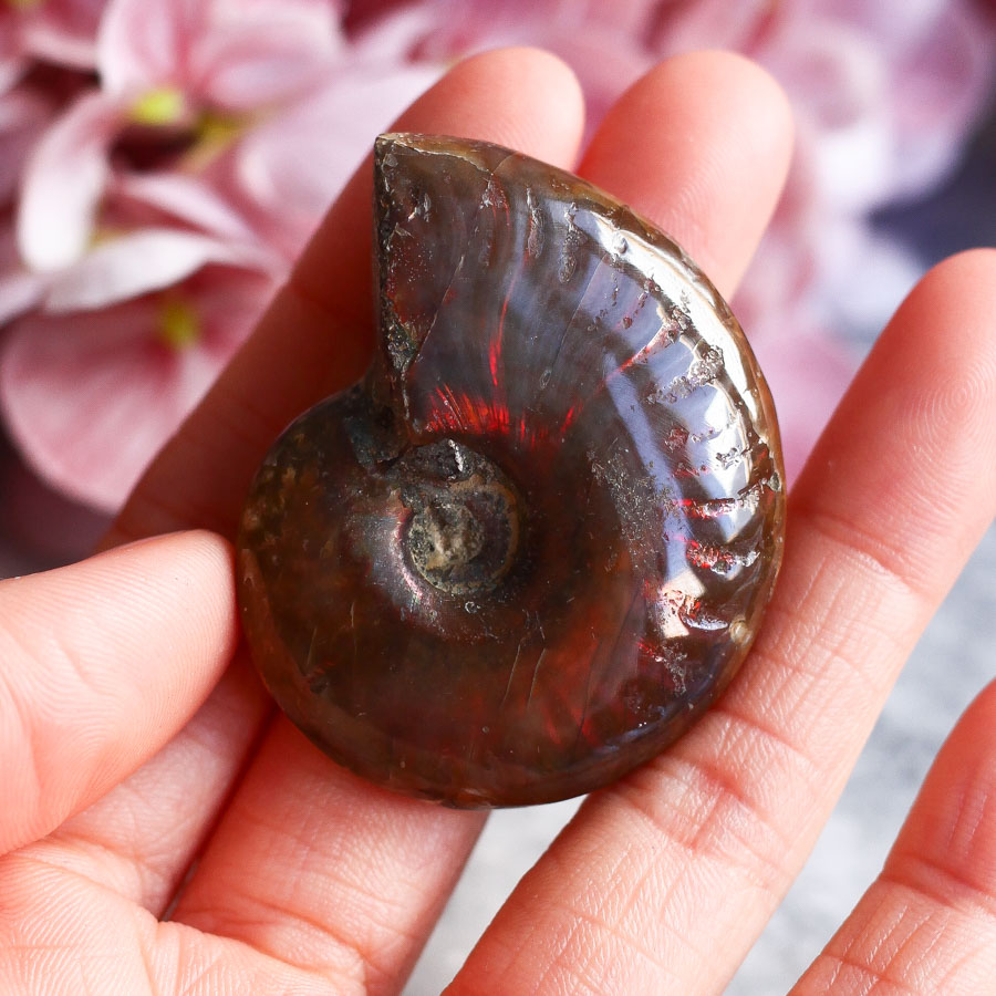 Аммонит с перламутром