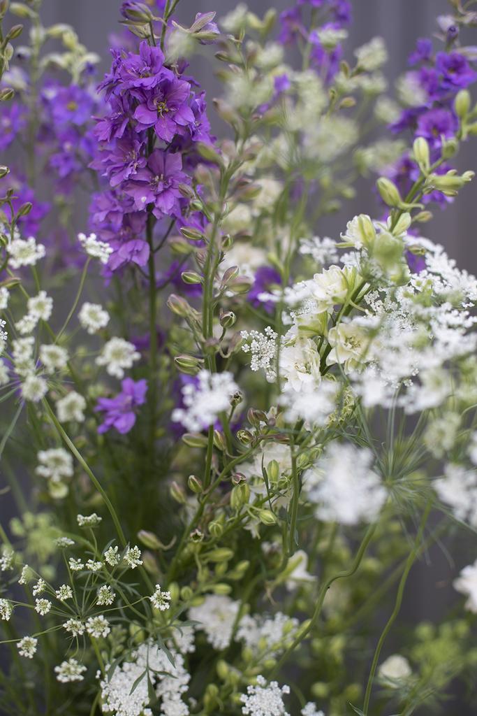 Дельфиниум однолетний