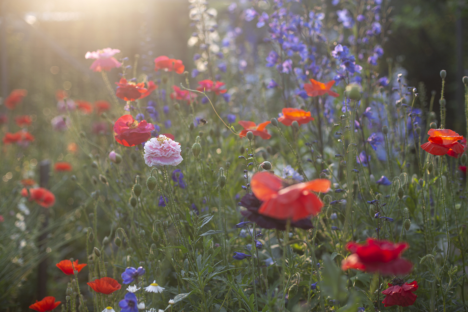 Мак самосейка Rhoeas mix