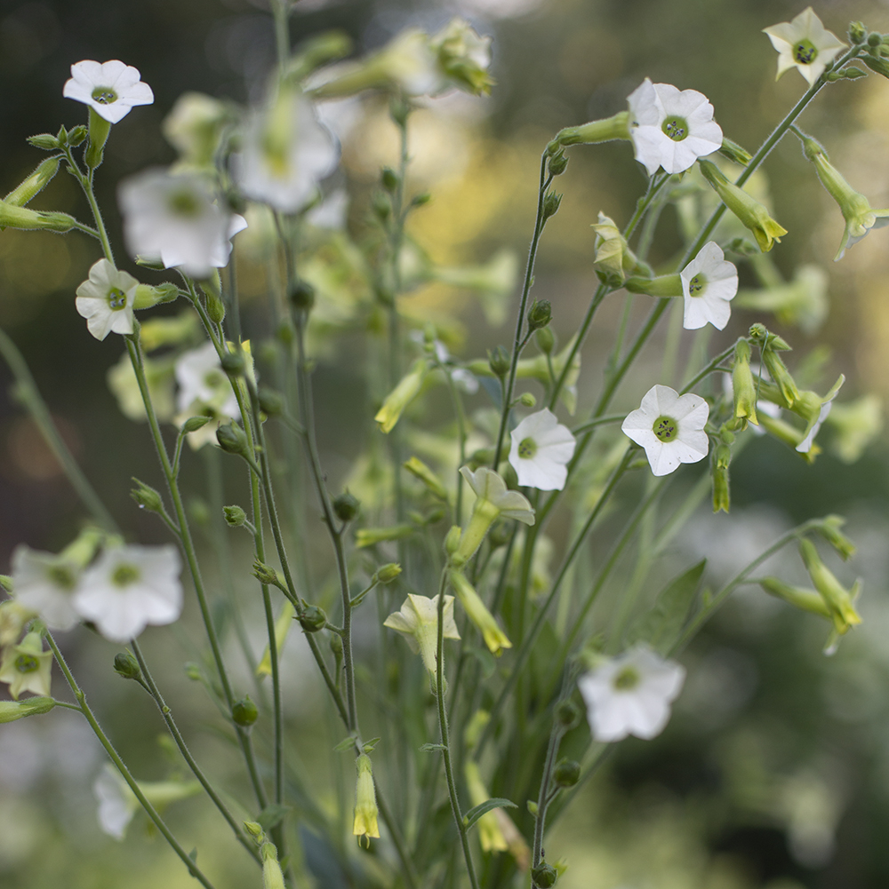 Душистый табак Starlight dancer