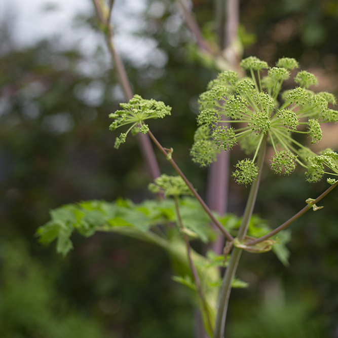 Ангелика (дудник гигантский)